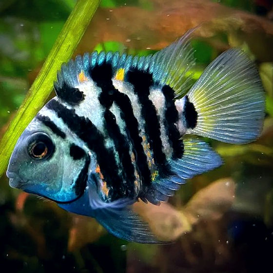 Blue Tiger Parrot Cichlid
