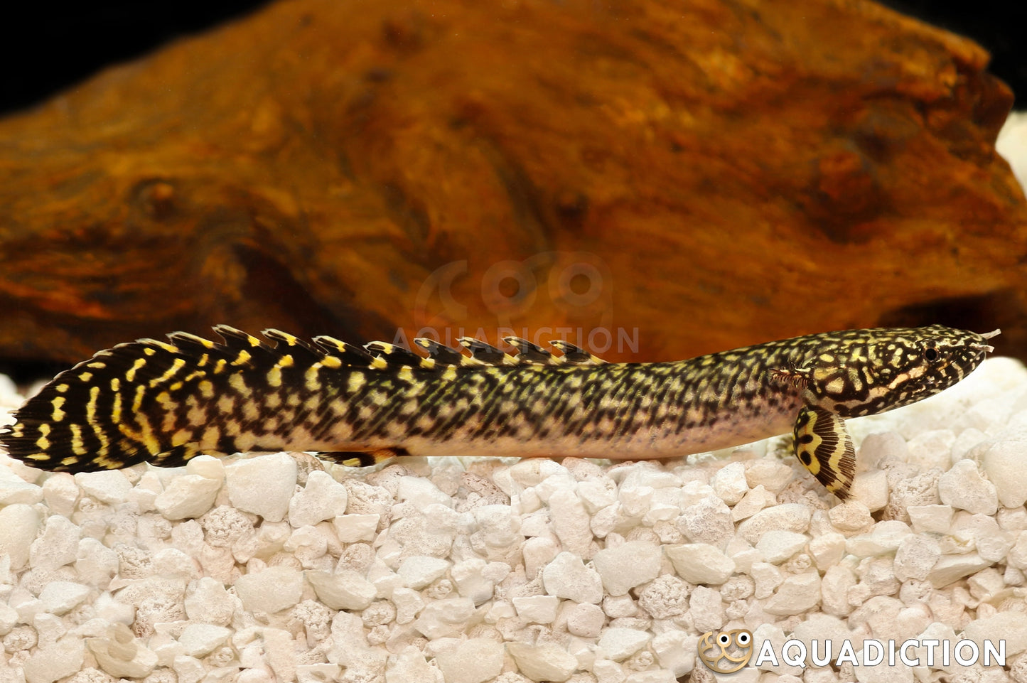 Ornate Bichir (3-4")