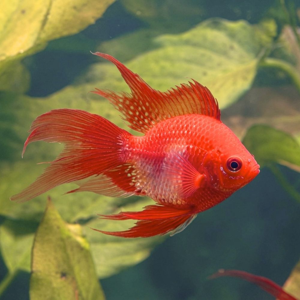 Red Balloon Apistogramma