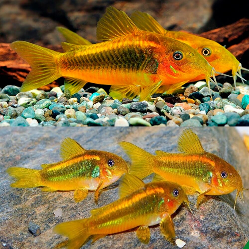 Gold Laser Cory