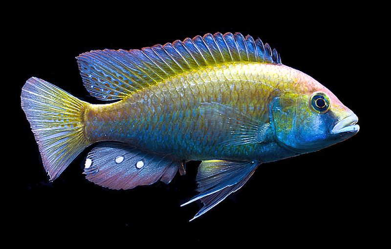 Eastern Happy (Astatotilapia calliptera)
