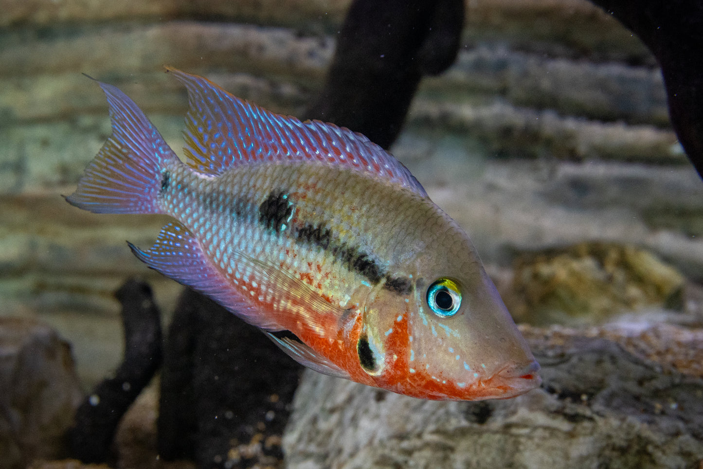 Firemouth Cichlid (MD)
