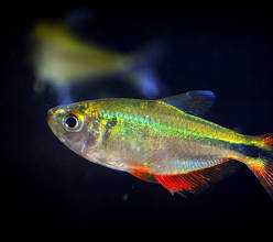 Buenos Aires Tetra