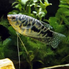 Opaline Gourami LG