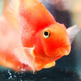 Blood Parrot Cichlid SM