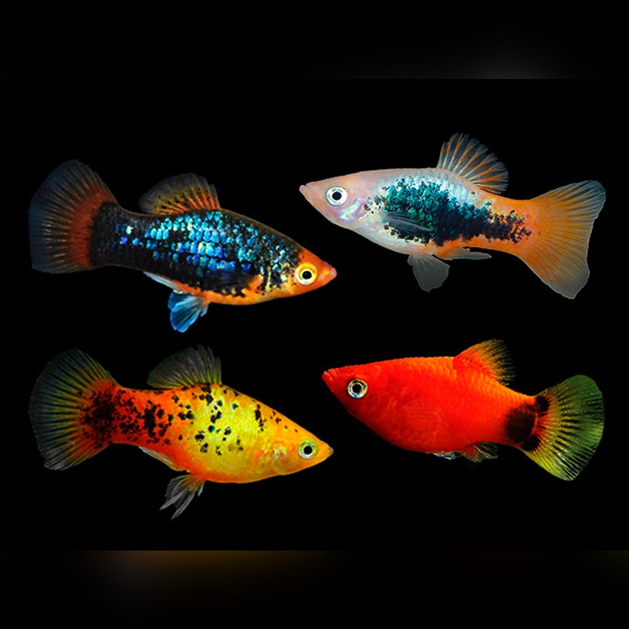 Assorted Platies (Variatus not eligible)