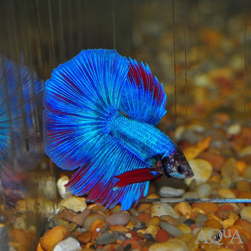 Betta Male