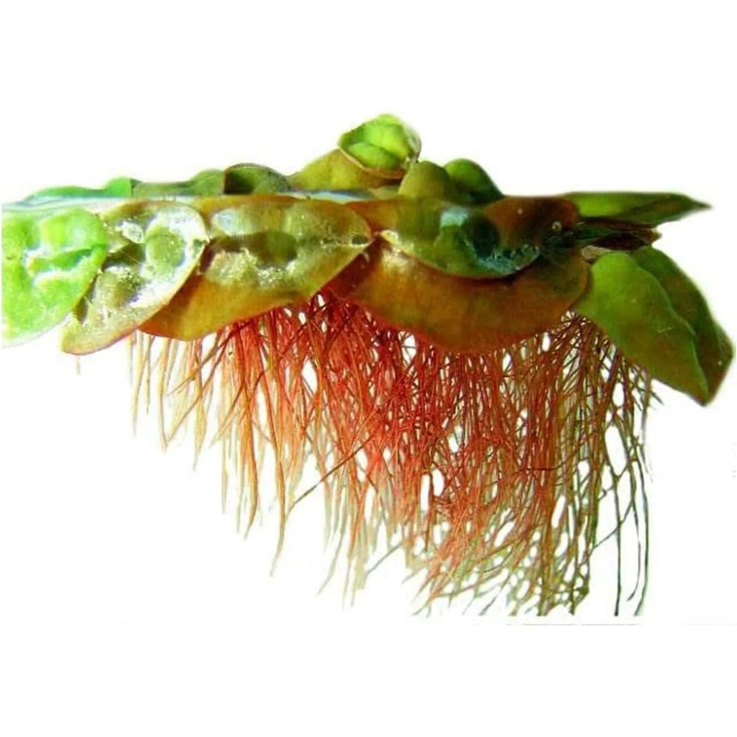 Red Root Floaters