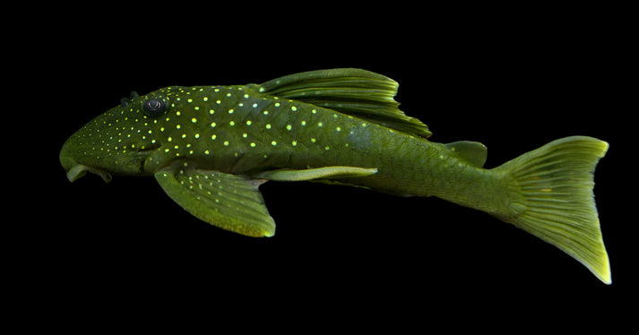 Green Phantom Pleco L-200
