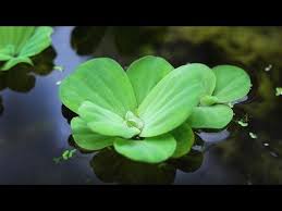 Water Lettuce