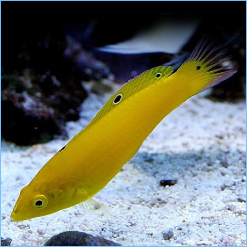 Yellow Coris Wrasse