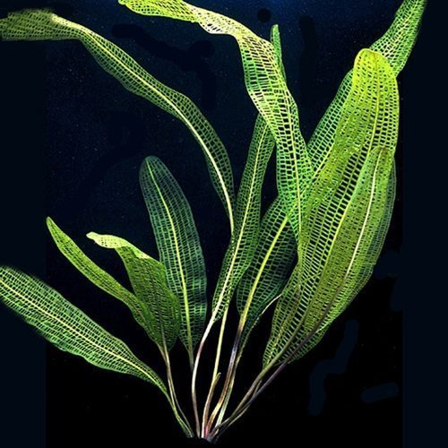 Madagascar Lace Bulb