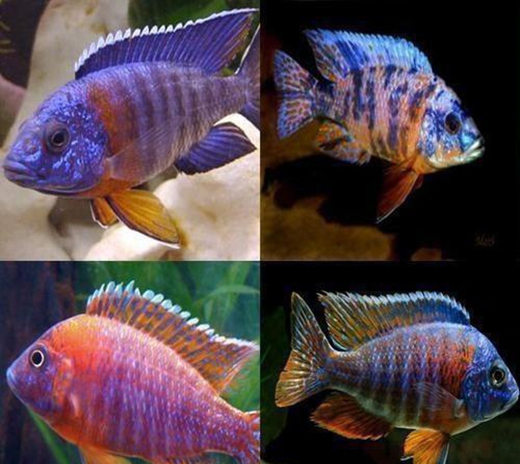 Peacock Cichlids