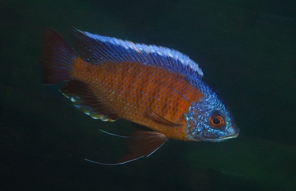 Red Fin Borleyi Haps