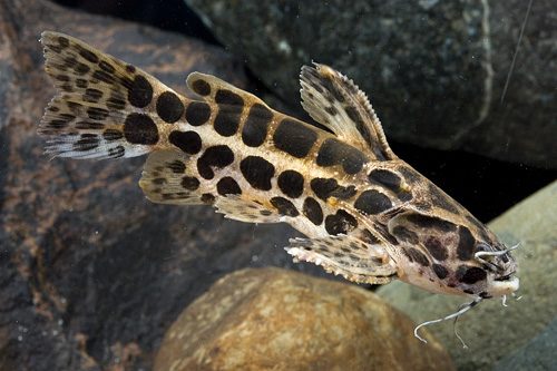 Jaguar Synodontis Catfish (3-4")