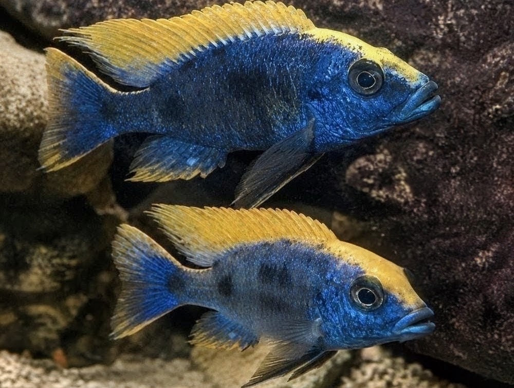 Z-Rock (Otopharynx lithobates)