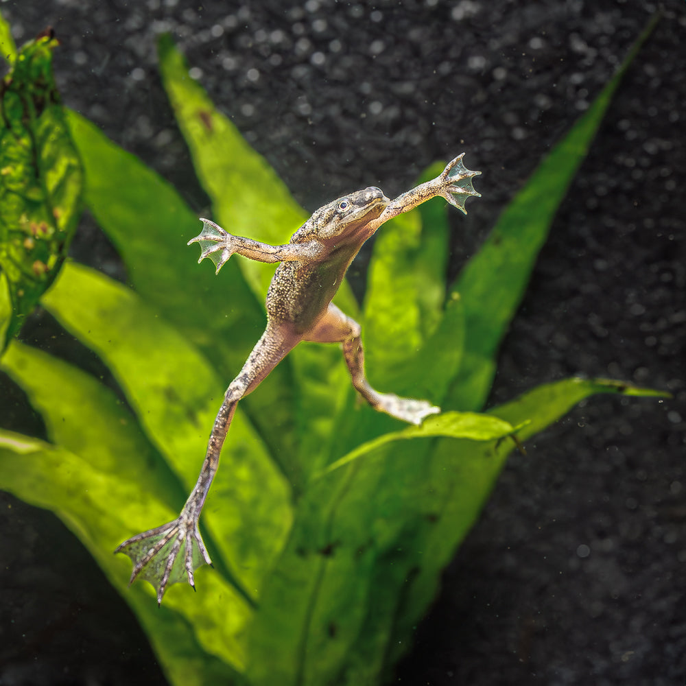 Dwarf Frog