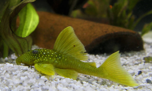 Green Phantom Pleco L-200
