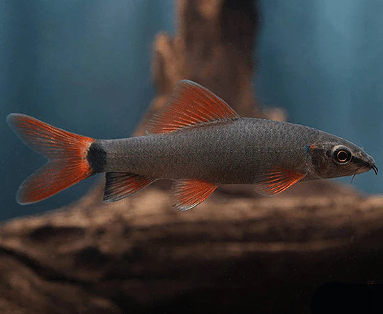 Rainbow Shark 2"