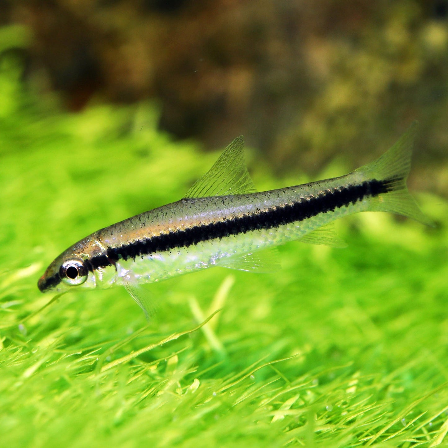 Siamese Algae Eater