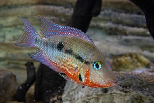 Firemouth Cichlid (MD)