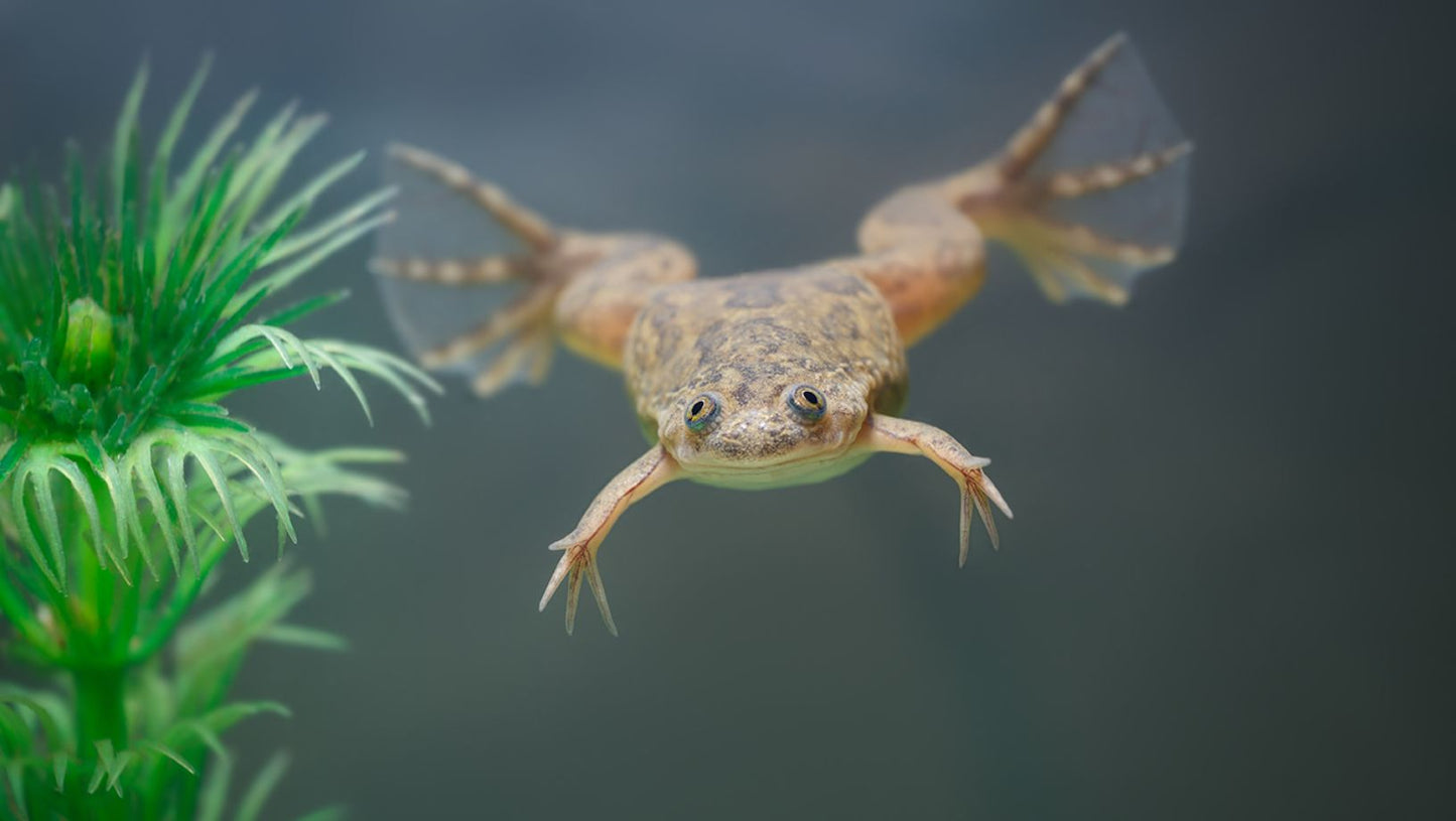 Dwarf Frog