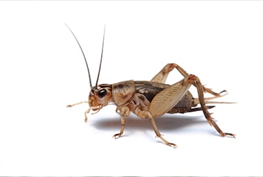 Cricket Box of 1,000