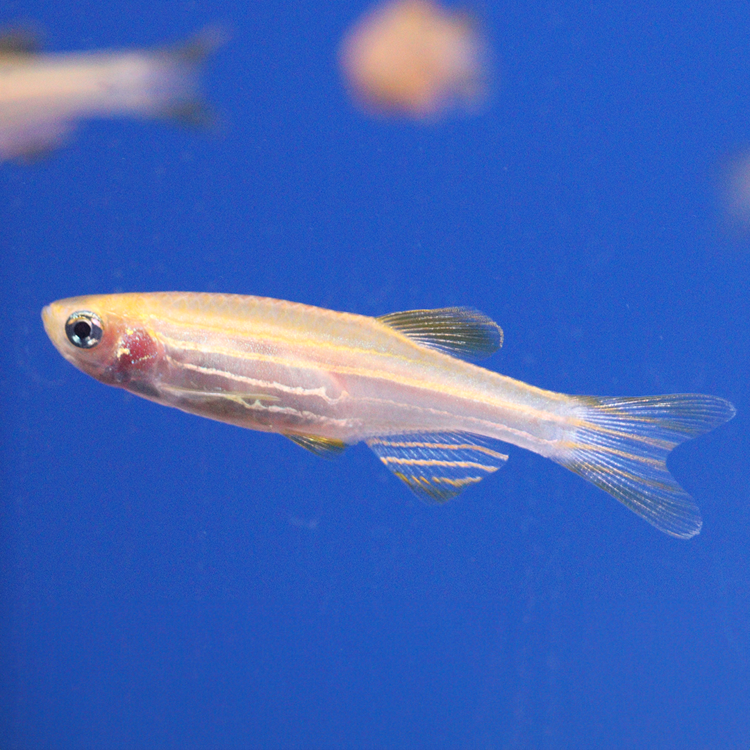 Gold Zebra Danio