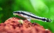 Otocinclus