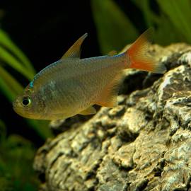 Colombian Tetra