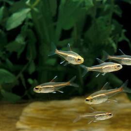 Glo Lite Tetra