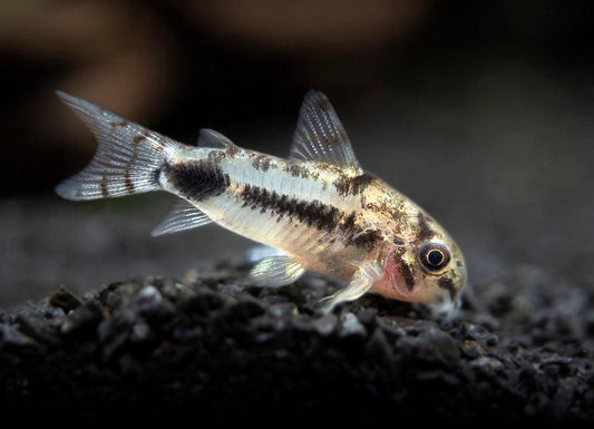 Pygmy Cory