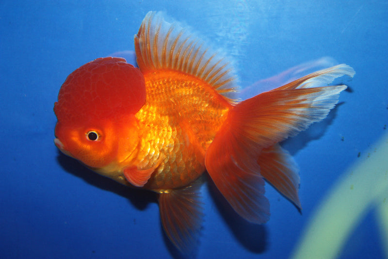 Oranda Goldfish (3-4")