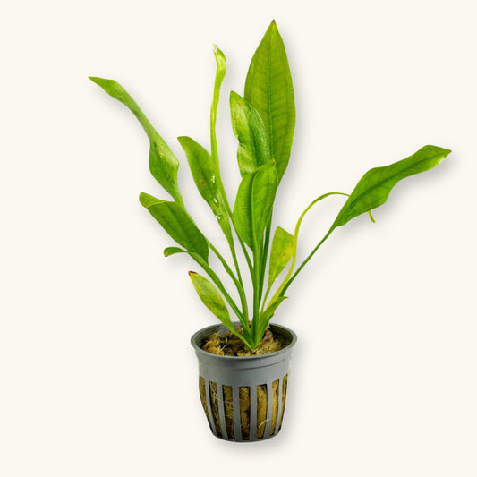 Amazon Swords Potted