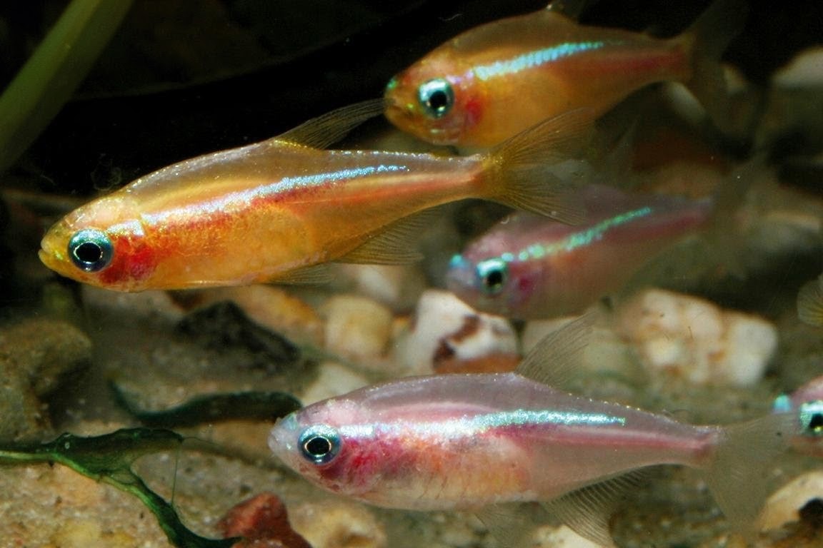 Neon Tetra