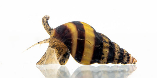 Assassin Snails