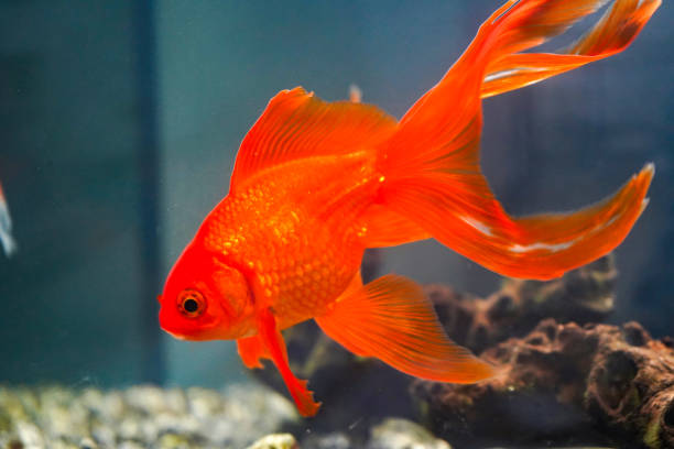 Asst. Fantail Goldfish