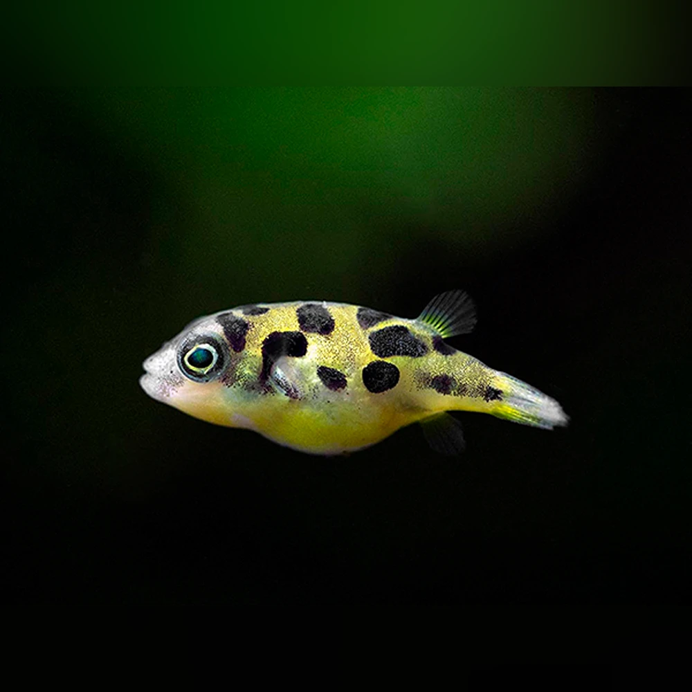 Pea Puffer