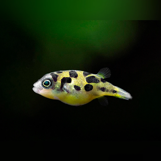 Pea Puffer