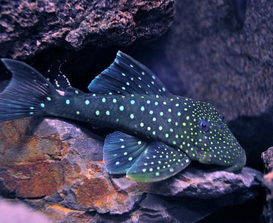 Blue Phantom L-128 Pleco Large