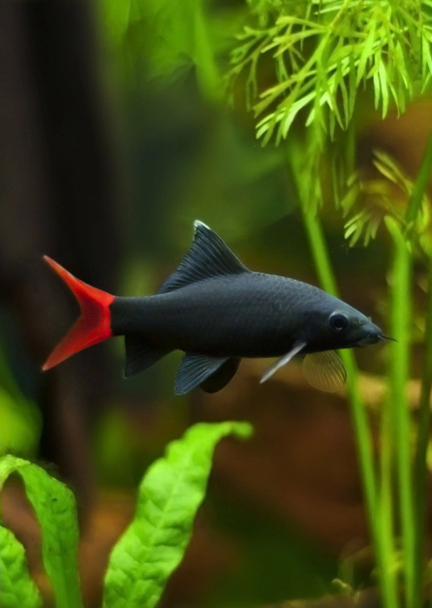 Redtail Shark