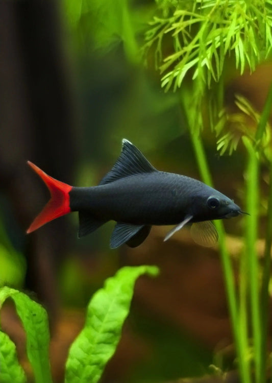 Redtail Shark