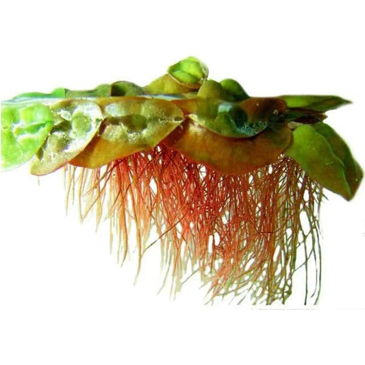 Red Root Floaters