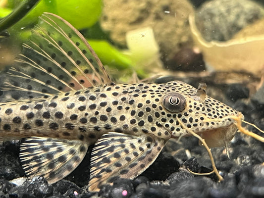 Thresher Pleco L-116 (MD)