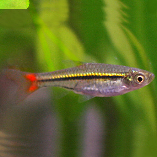 Brilliant Rasboras