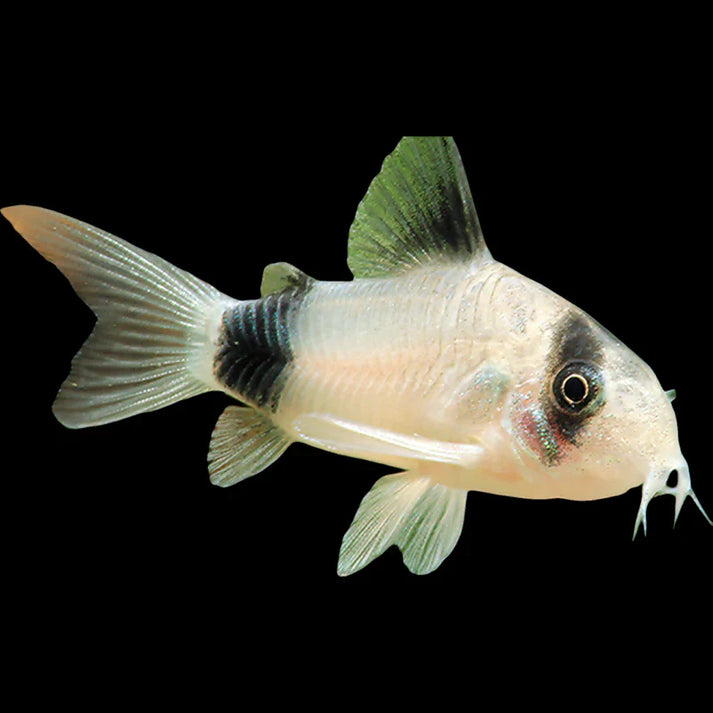 Panda Cory