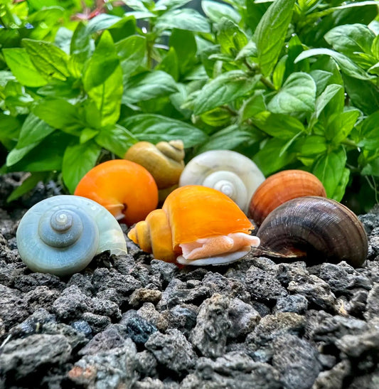Asst.  Mystery Snail