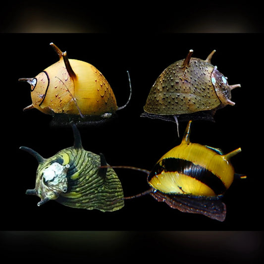 Nerite Snail