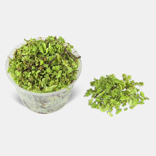 Azolla Caroliniana Portion