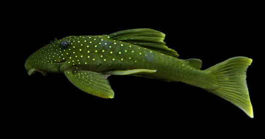 Green Phantom Pleco L-200
